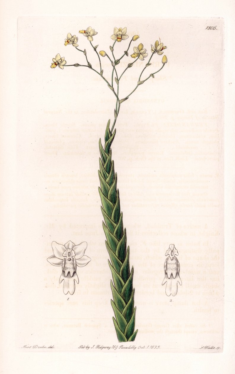 Orkide: egzotik Lockhartia çeşidi - S.Watts tarafından oyulmuş plaka, Sarah Anne Drake (1803-1857), Sydenham Edwards Botanik Kaydı