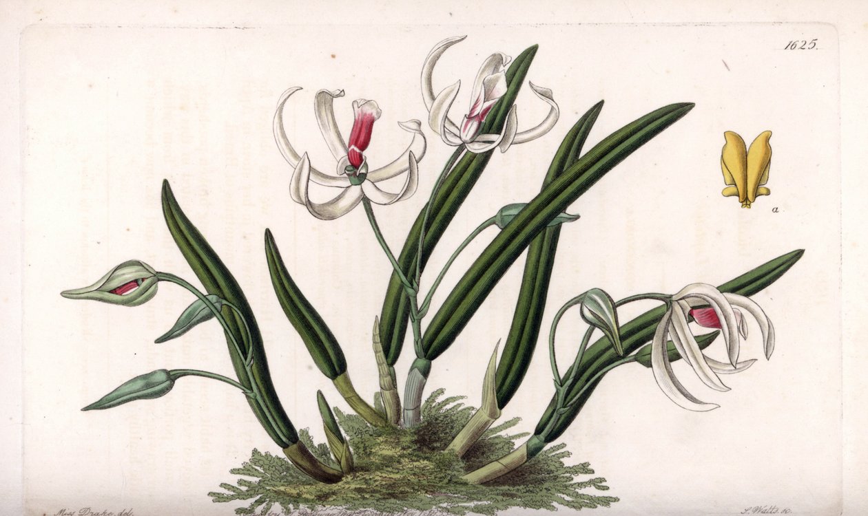 Orkide: minyatür leptot çeşitleri - S.Watts tarafından oyulmuş plaka, Sarah Anne Drake (1803-1857), Sydenham Edwards Botanik Sicilinden (1768-1819), İngiltere by Sydenham Teast Edwards