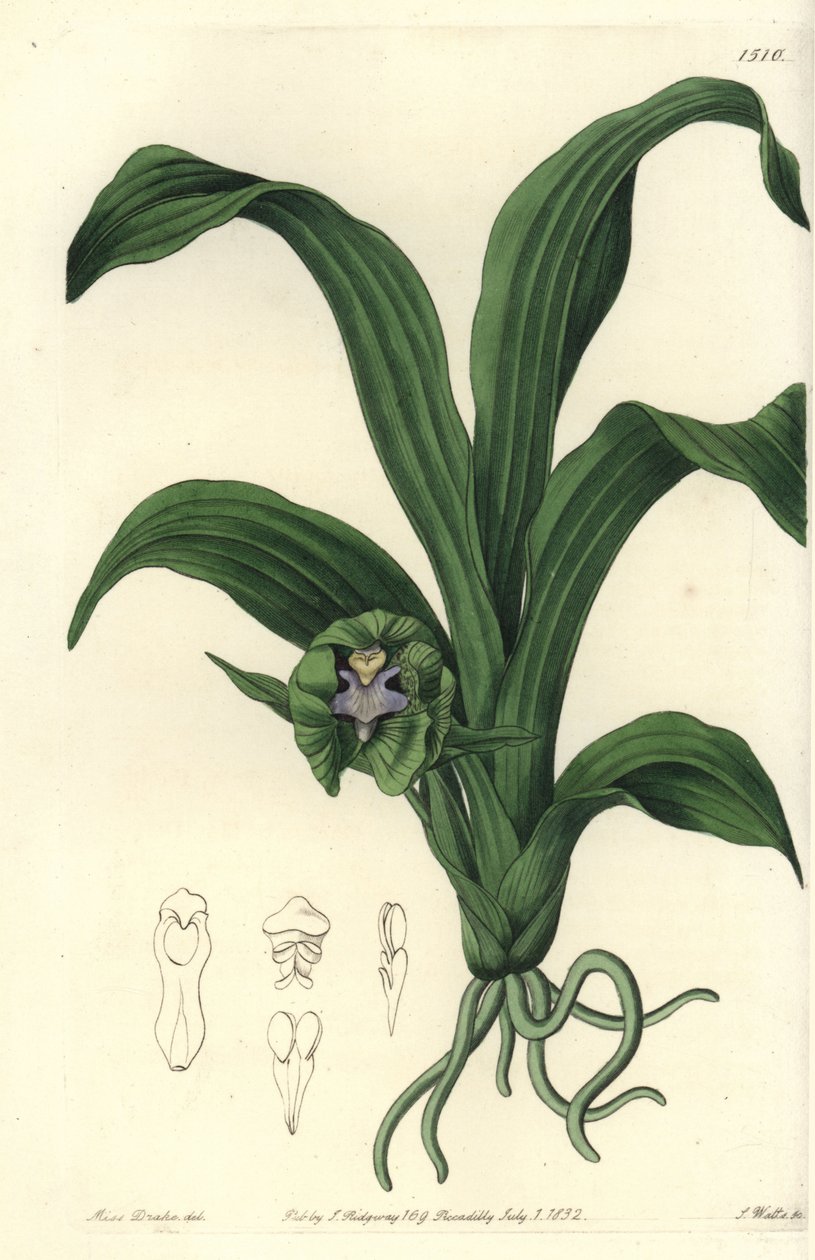 Orkide çeşidi - Pabstia viridis orkide (Yeşil maxillaria, Maxillaria viridis). Sydenham Edwards