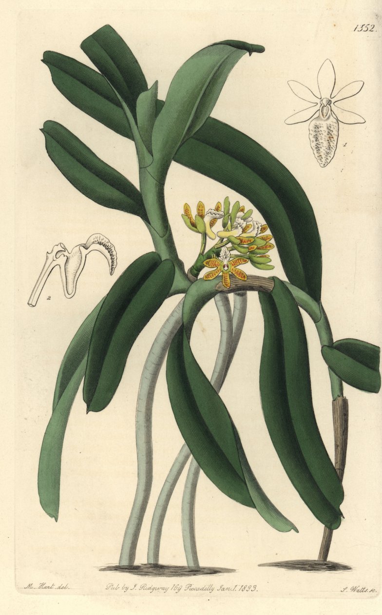 Orkide çeşidi Saccolabium - Acampe praemorsa orkide (Sivilceli saccolabium, Saccolabium papilosum). Sydenham Edwards