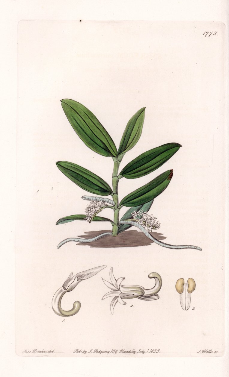 Orkide: variete de camphylocentrum - S.Watts tarafından oyulmuş plaka, Sarah Anne Drake (1803-1857), Sydenham Edwards Botanik Kaydı