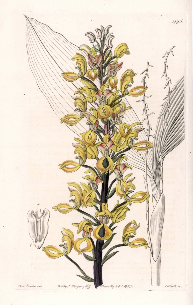 Orkide: govenia çeşidi - S.Watts tarafından oyulmuş plaka, Sarah Anne Drake (1803-1857), Sydenham Edwards Botanik Kaydı