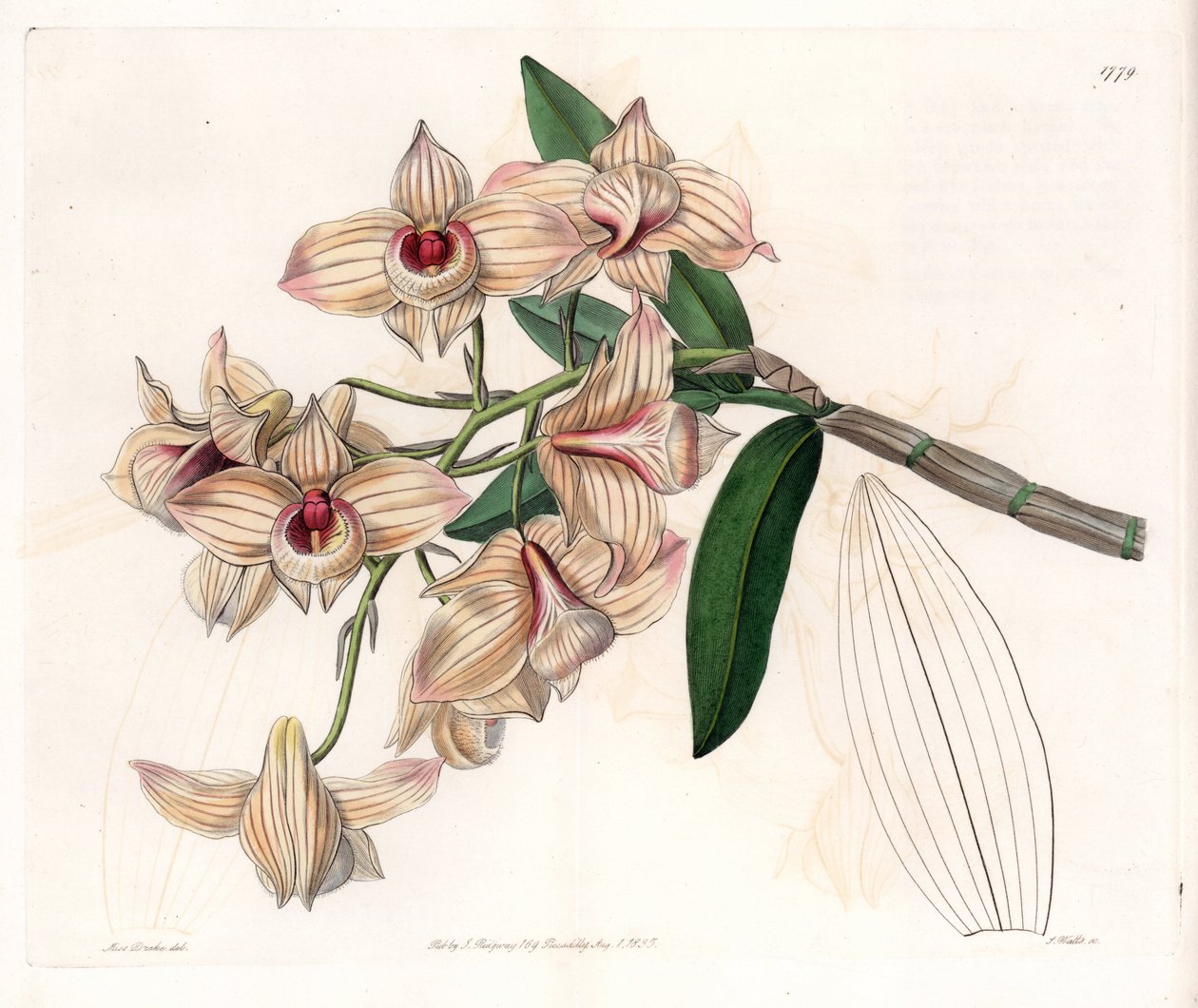 Orkide: çeşitli Dendrobium - S.Watts tarafından oyulmuş plaka, Sarah Anne Drake (1803-1857), Sydenham Edwards Botanik Kaydı
