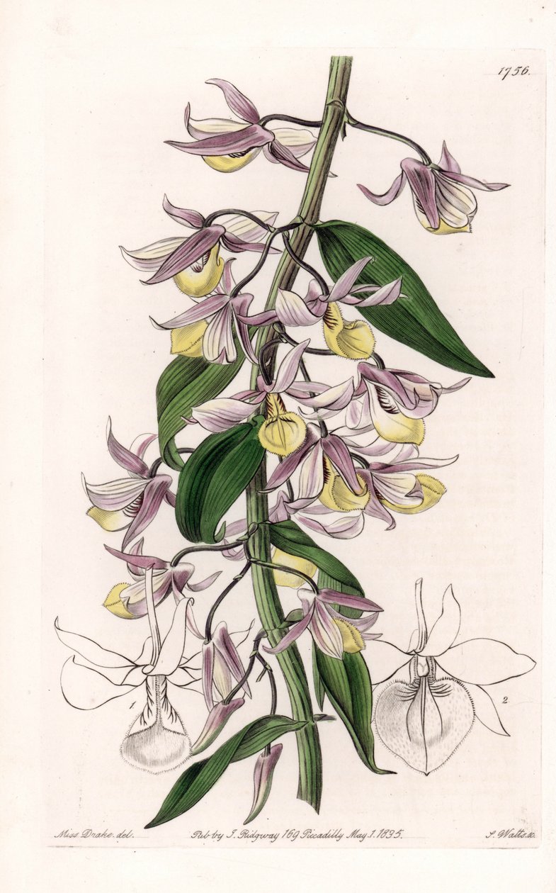 Orkide: çeşitli Dendrobium, Asya