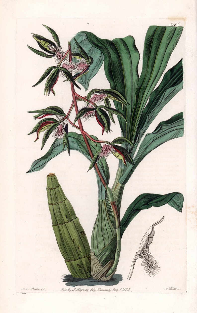 Orkide: Sakallı denilen katasetum çeşidi - S.Watts tarafından oyulmuş plaka, Sarah Anne Drake (1803-1857), Sydenham Edwards Botanik Kaydı
