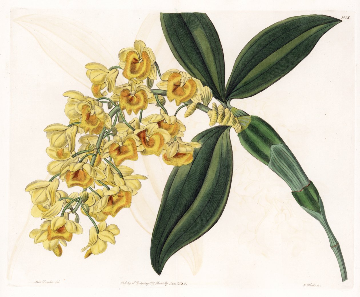 Orkide: çeşitli dendrobium - S.Watts tarafından oyulmuş plaka, Sarah Anne Drake (1803-1857), Sydenham Edwards Botanik Kaydı