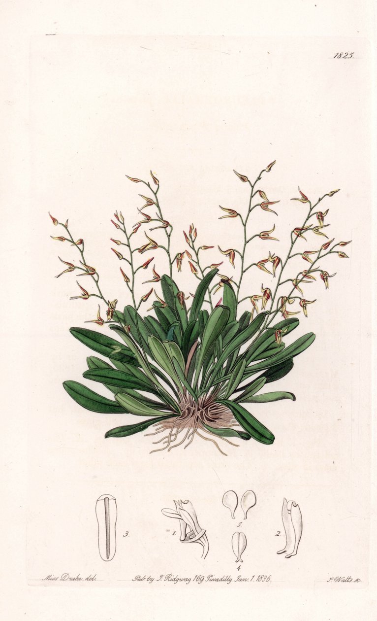 Orkide: çeşitli epidendre - S.Watts tarafından oyulmuş plaka, Sarah Anne Drake (1803-1857), Sydenham Edwards Botanik Kaydı