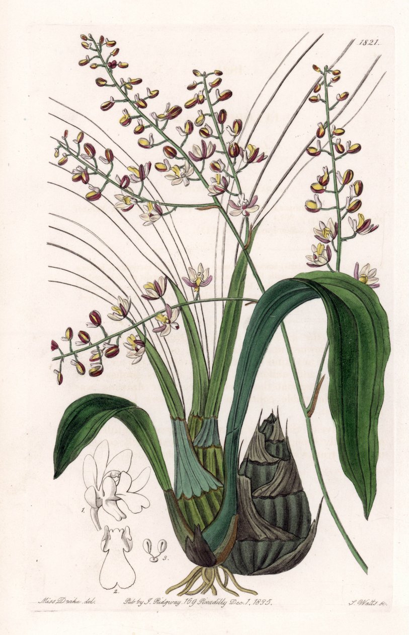 Orkide: çeşitli eulophia - S.Watts tarafından oyulmuş plaka, Sarah Anne Drake (1803-1857), Sydenham Edwards Botanik Kaydı