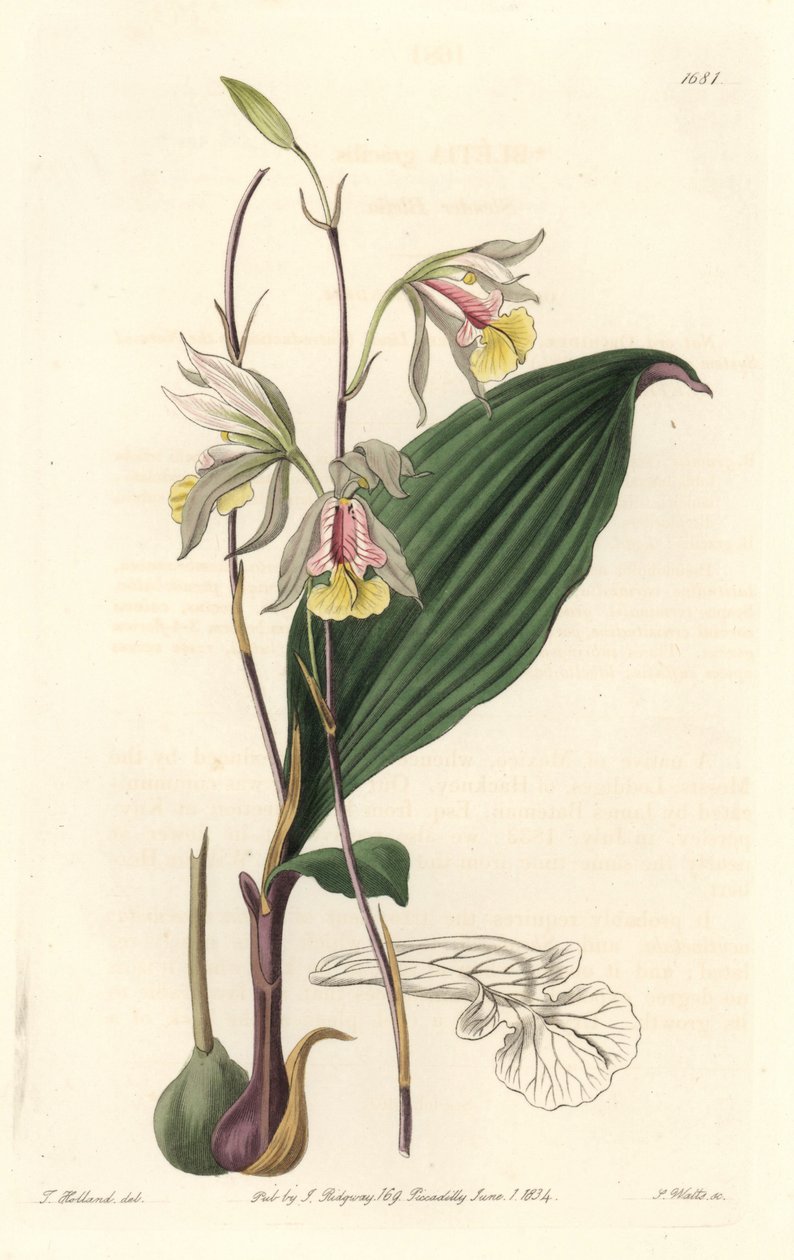 Orchidee, American Bletia - S. Watts tarafından Su Forte, Botanik Kayıtlarından T. Holland