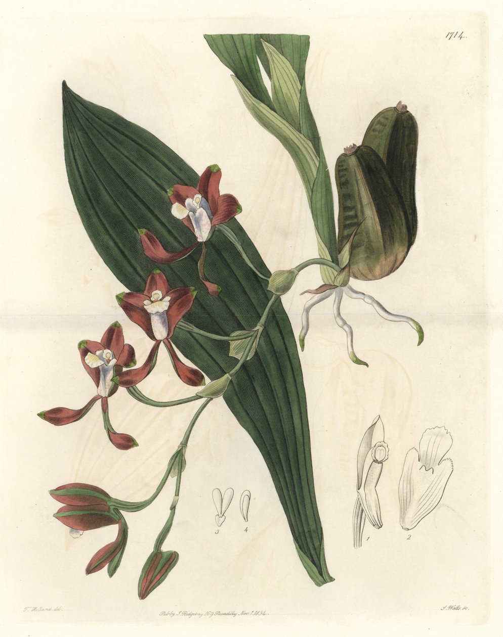 Orchidee Batemannia, Guyana