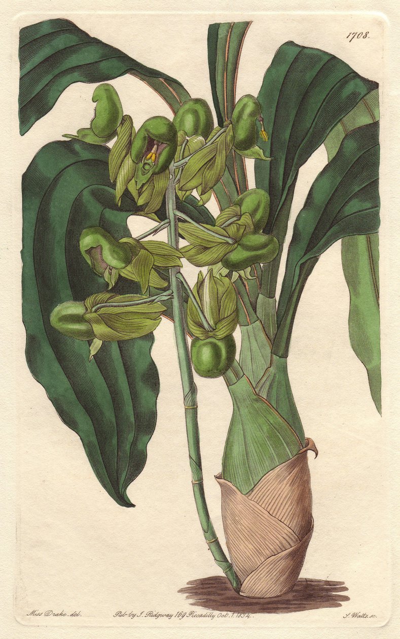 Orchidee Catasetum, Brezilya