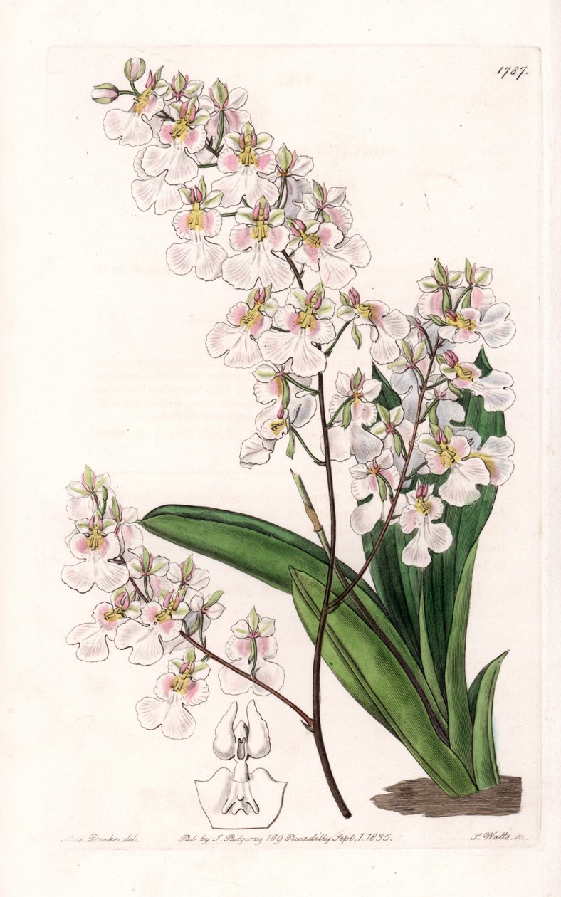 Orchidee Tolumnia pulchella, Jamaika