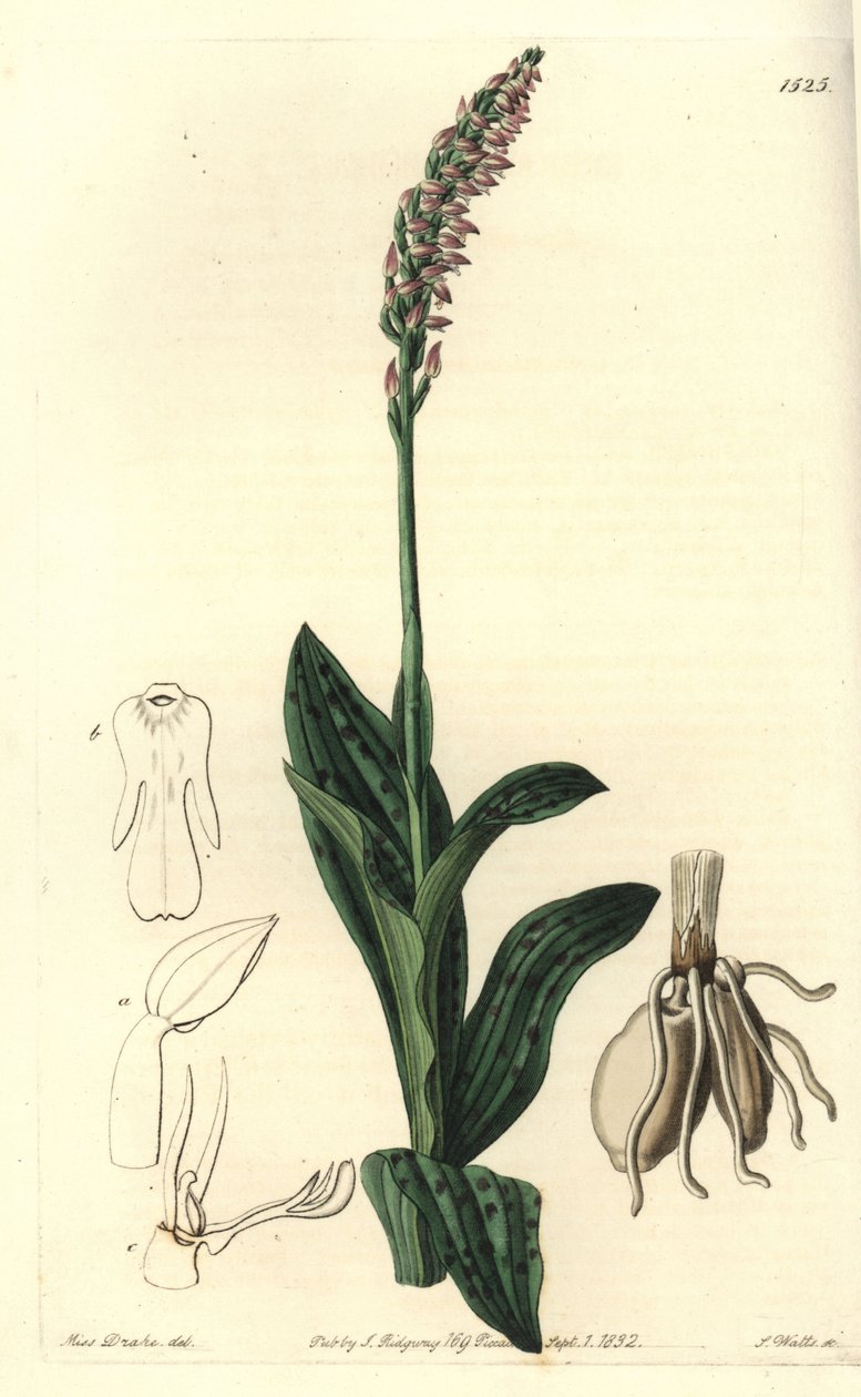 Orchidee neotine - Yoğun çiçekli orkide, Neotinea maculata (Tek boyutlu aceras, Aceras secundiflora). Sydenham Edwards