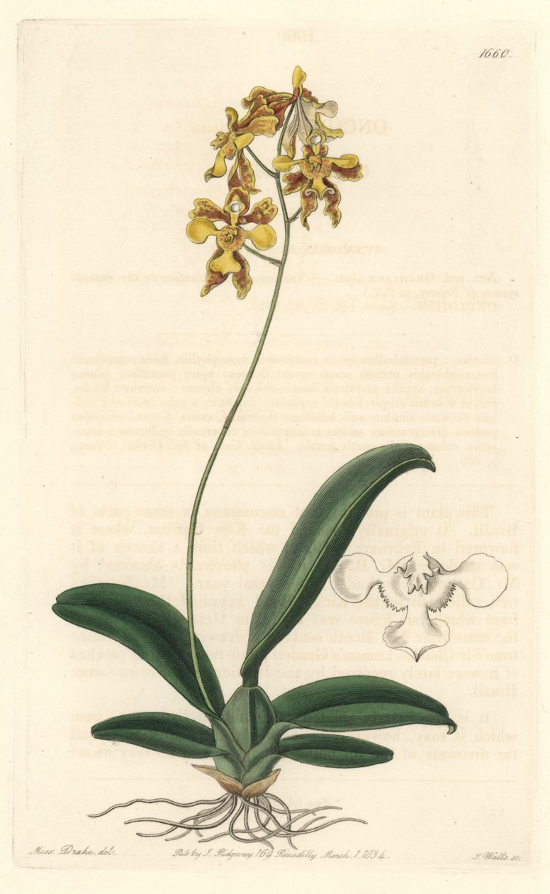 Orchidee oncidium sarı, Brezilya