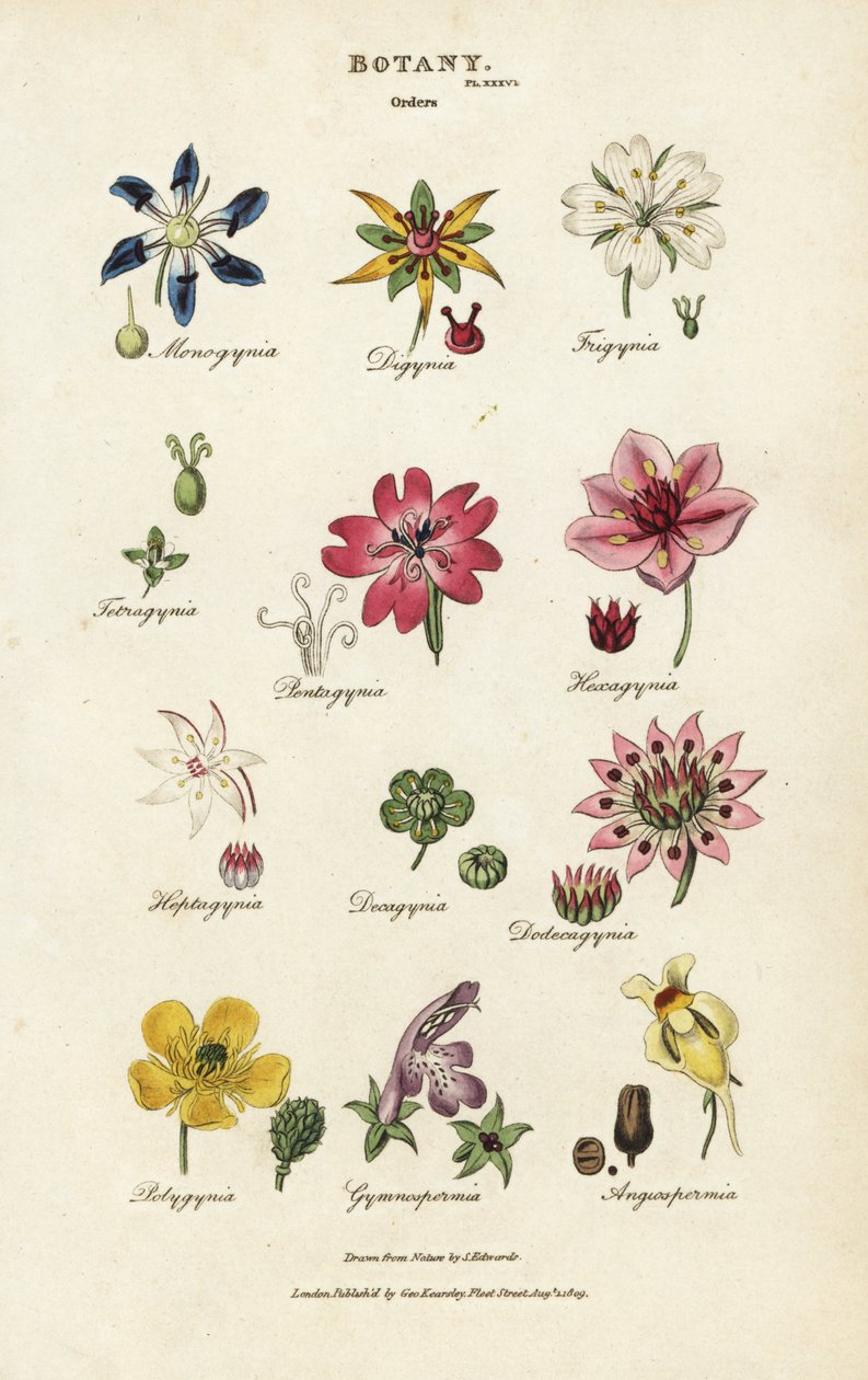 Çiçek siparişleri: Monogynia, Digynia, Trigynia, Pentagynia, vb. John Mason Good