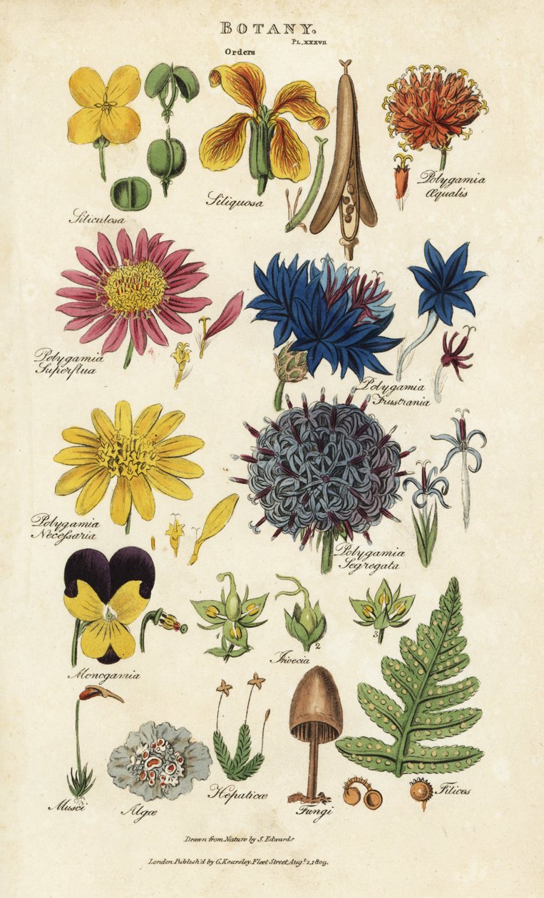 Çiçek siparişleri: Siliculosa, Seliquosa, Polygamia, Monogamia, Filicus, Fungi, vb. John Mason Good