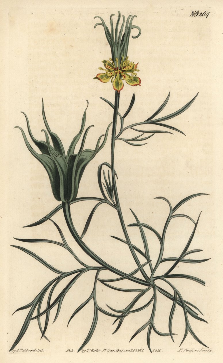 Oryantal Nigelle - Oryantal rezene çiçeği, Nigella orientalis. William Curtis