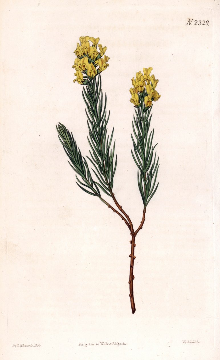 Oval çivili aspalathus, Aspalathus callosa. Samuel Curtis