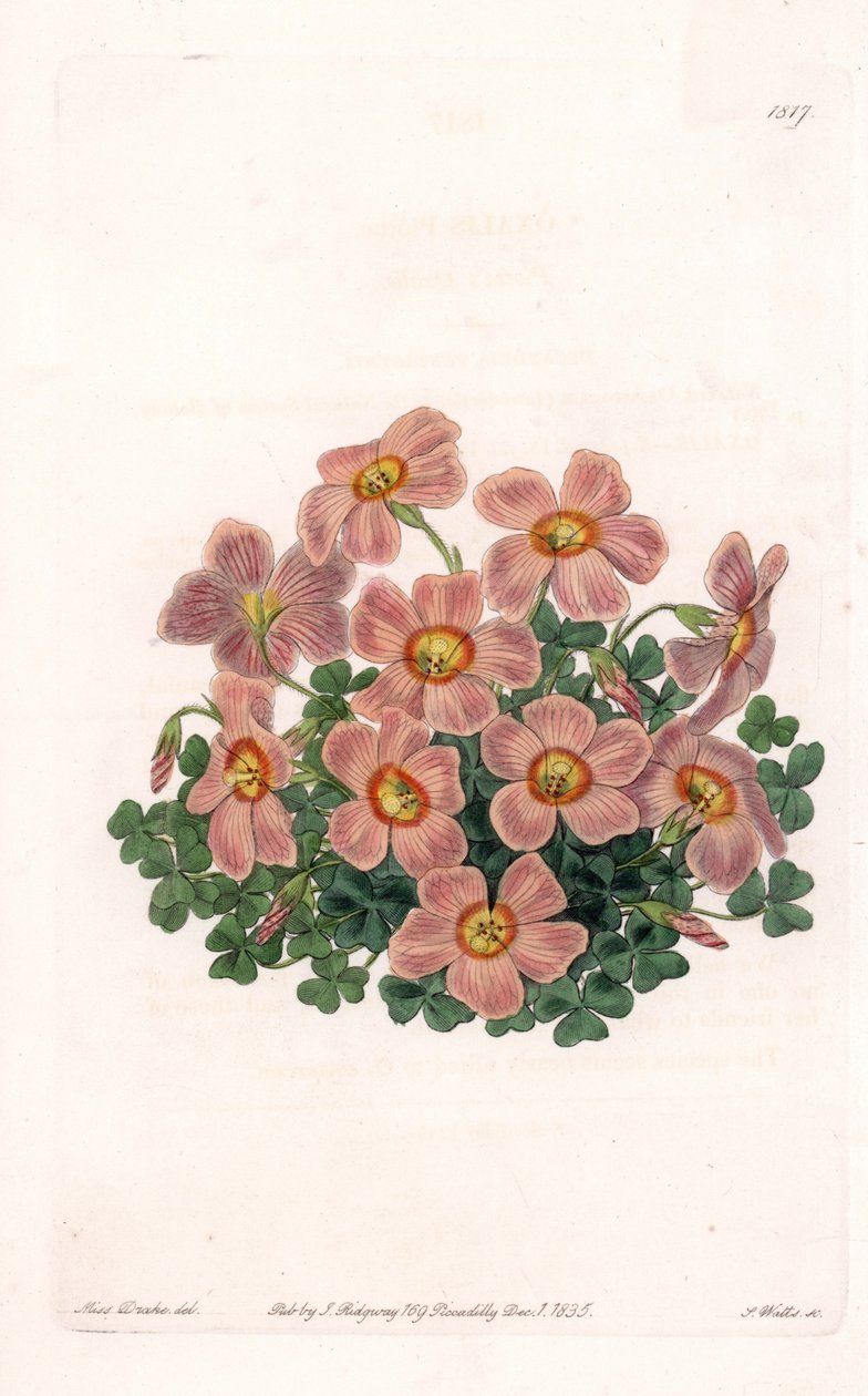 Oxalis Variete - S.Watts tarafından oyulmuş plaka, Sarah Anne Drake (1803-1857), Sydenham Edwards Botanik Kaydı