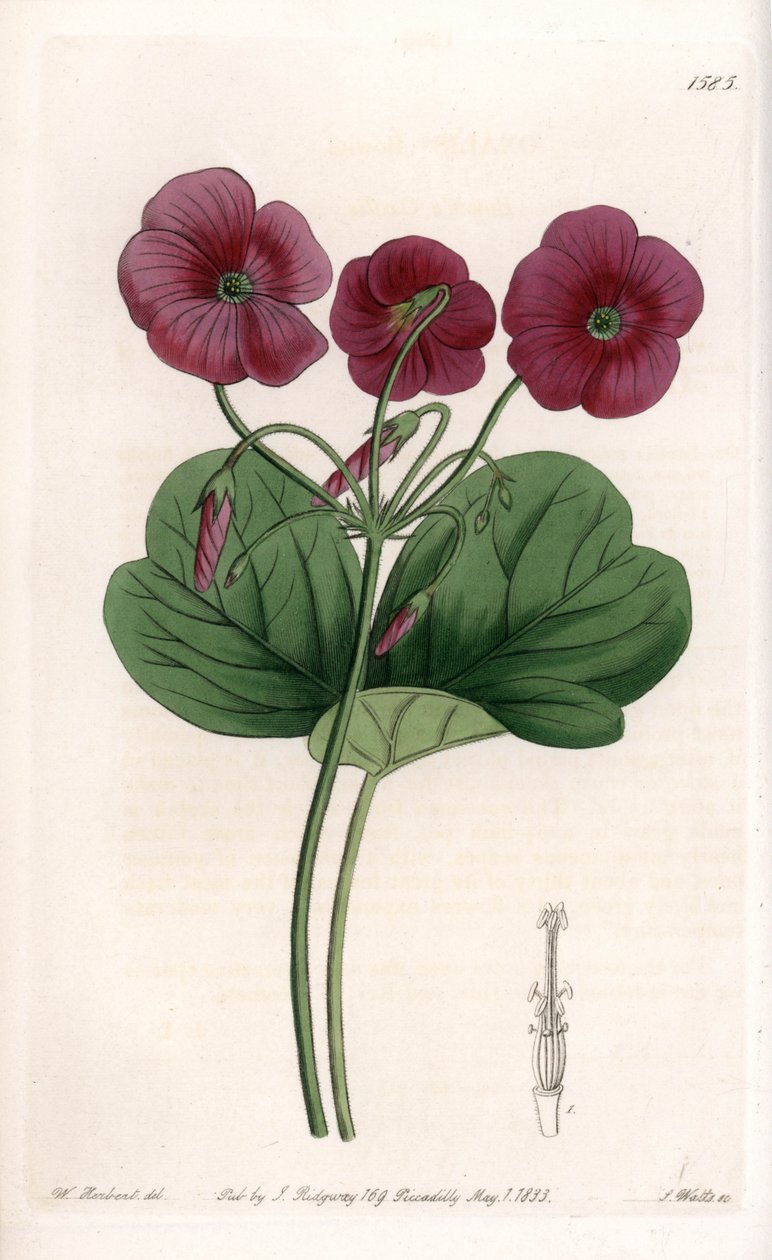Oxalis de Bowie - S.Watts tarafından oyulmuş plaka, Sarah Anne Drake (1803-1857), Sydenham Edwards Botanik Kaydı