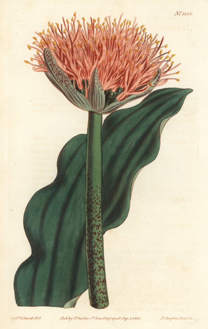 Boya fırçası zambak, Scadoxus puniceus (Dalga yapraklı kan çiçeği, Haemanthus puniceus). William Curtis