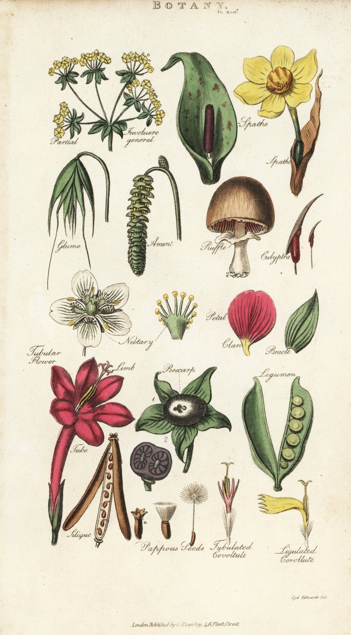 Petal, nektar, kavuz, tohum, spathe, bracte, baklagiller vb. dahil çiçek parçaları. John Mason Good