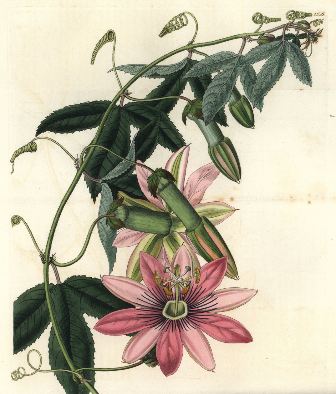 Tutku Variete - Poro poro, Passiflora pinnatistipula (Bayan Marryat