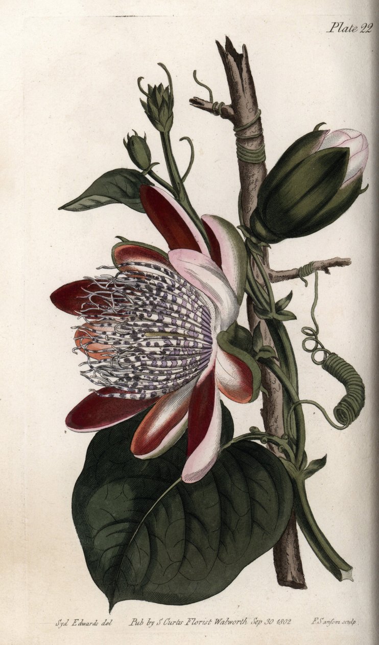 Çarkıfelek, tomurcuk ve çiçek. Renkli bakır gravür, Sydenham Edwards (1768-1819) tarafından Botanik Konferansları için illüstrasyon, Lambeth Botanik Bahçesi (İngiltere) by Sydenham Teast Edwards