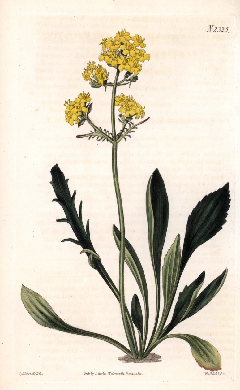 Patrinia sibirica (Altay kediotu, Valeriana ruthenica). Samuel Curtis