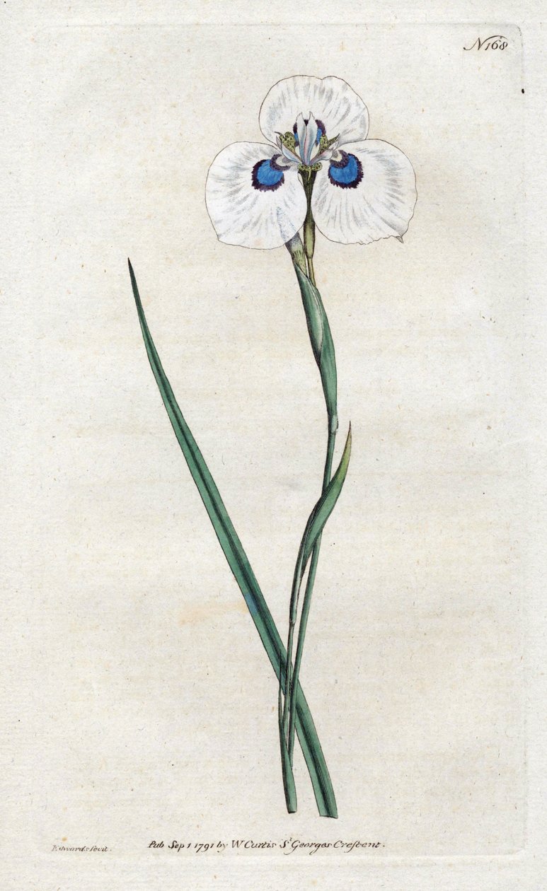 Peacock Iris - Sydenham Edwards (1768-1819) tarafından litografi, William Curtis