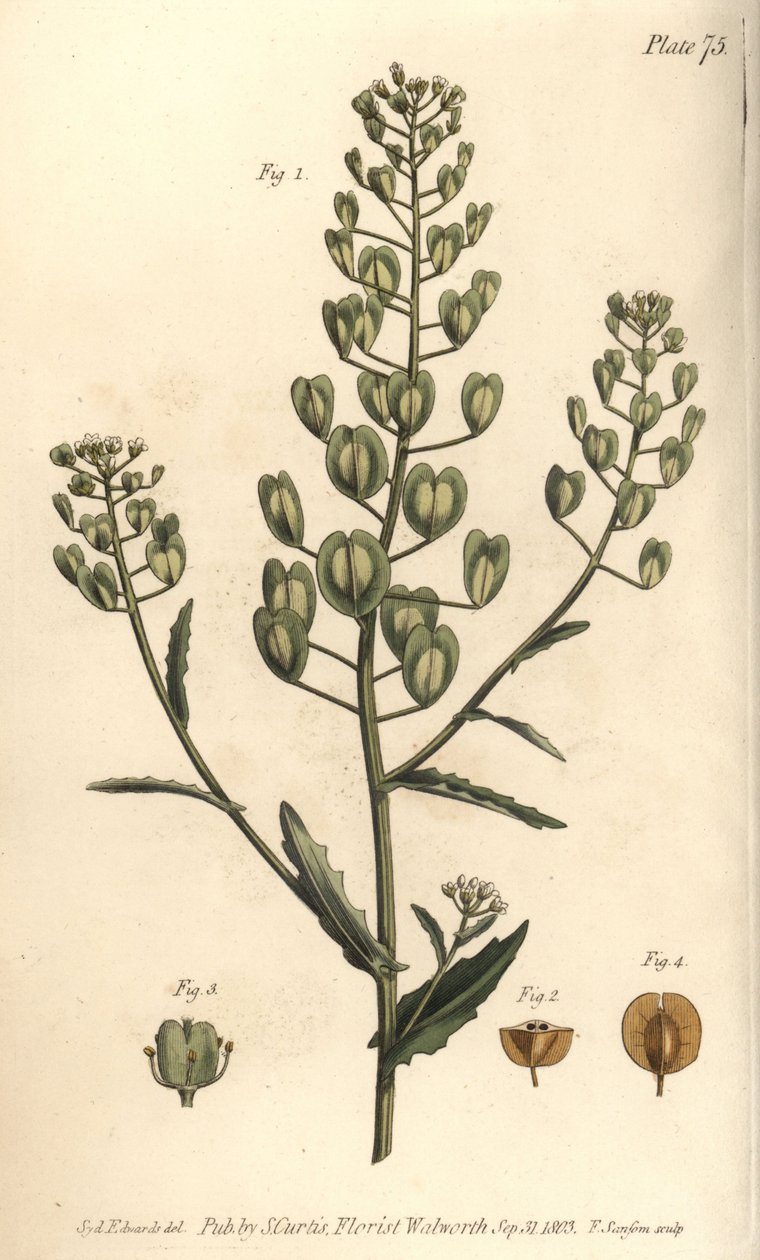 Pennycress, Thlaspi arvense, Siliculosa. Lambeth