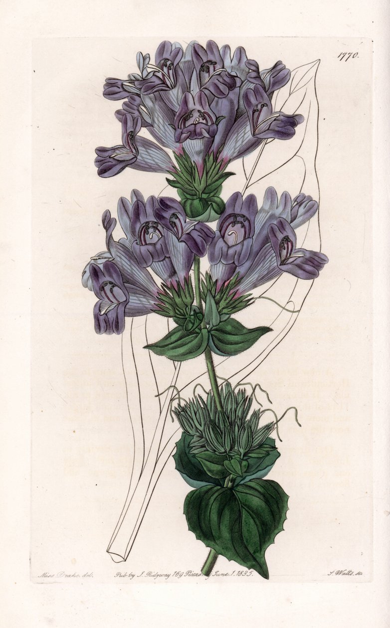 Penstemon Variete - S.Watts tarafından oyulmuş plaka, Sarah Anne Drake (1803-1857), Sydenham Edwards Botanik Kaydı