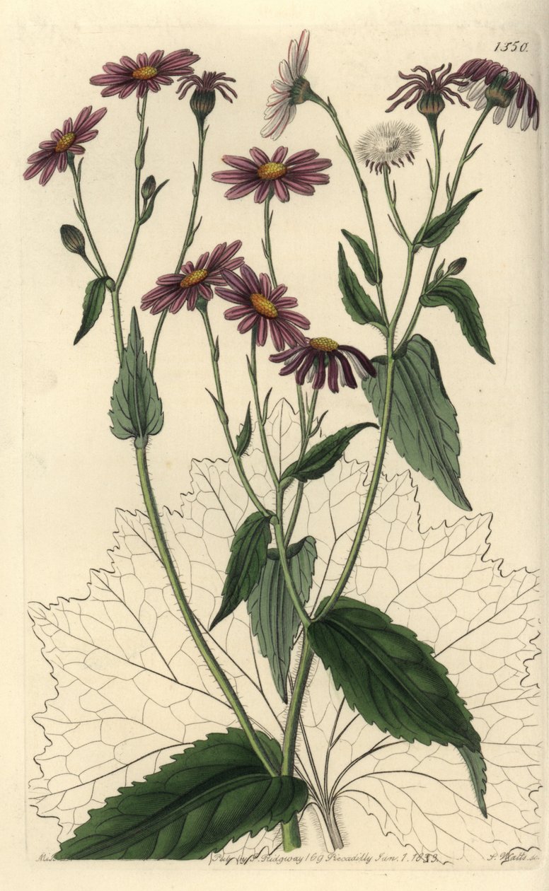 Pericallis tussilaginis (Ökekotu yapraklı yerfıstığı, Senecio tussilaginis). Sydenham Edwards