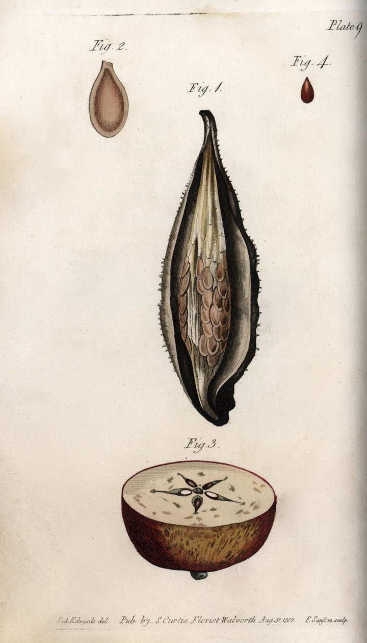 Muhabbet kuşu otu (veya vatka) perikarp ve yerli elma ağacının meyve bölümü Renkli bakır gravür, Sydenham Edwards (1768-1819) tarafından Botanik Konferansları için, Lambeth Botanik Bahçesi, İngiltere by Sydenham Teast Edwards