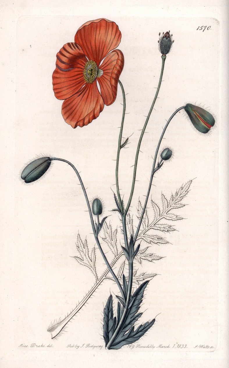 Farsça Haşhaş Çeşitleri - S.Watts tarafından oyulmuş, Sarah Anne Drake (1803-1857), Sydenham Edwards Botanik Kaydı