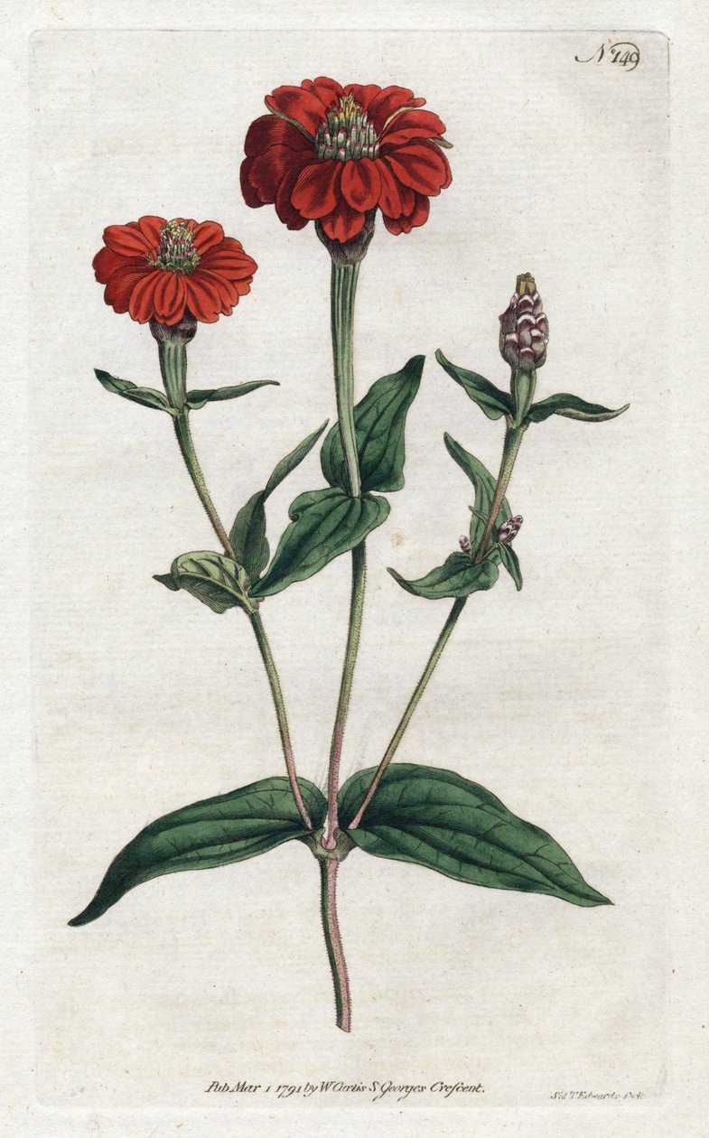 Peru zinnia veya bresine - Sydenham Edwards (1768-1819) tarafından litografi, William Curtis tarafından Botanik Dergisi