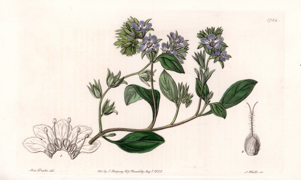 Phacelia, Kaliforniya