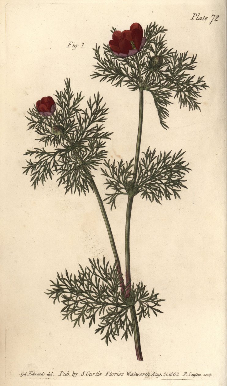 Sülün gözü, Adonis annua, Polygynia, birçok pistillalı hermafrodit çiçek. Sydenham Edwards