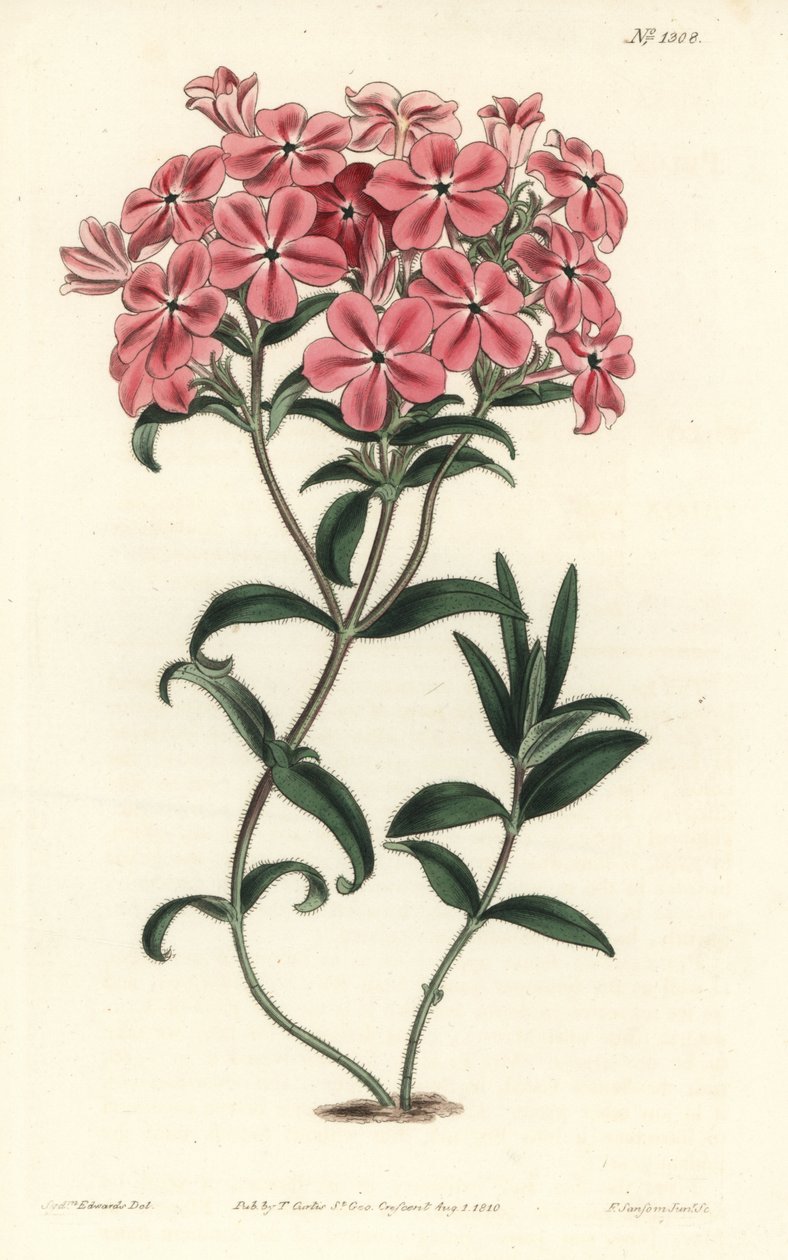 Phlox de la Caroline veya Jaume Saint Hilaire - Fraser