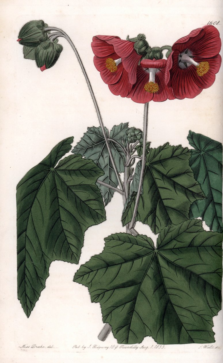 Phymosia variete, kırmızı çiçekler, Meksika