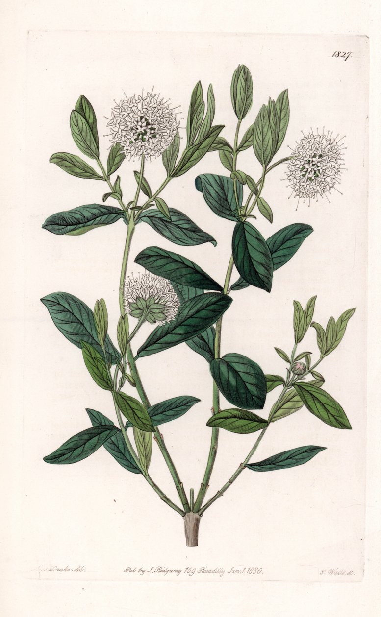Pimelea Variete - S.Watts tarafından oyulmuş plaka, Sarah Anne Drake (1803-1857), Sydenham Edwards Botanik Kaydı