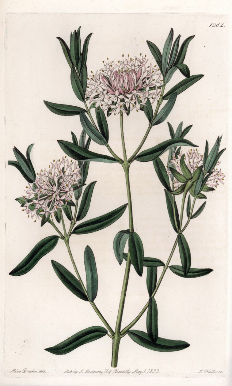 Pimelea sylvestris, Avustralya