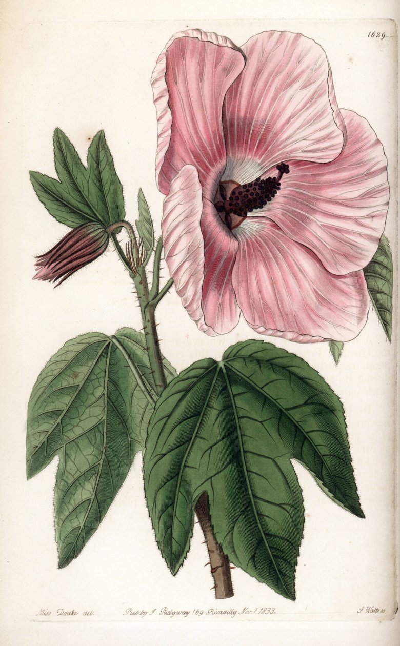 Pembe Hibiscus - Sydenham Edwards Botanik Sicilinden (1768-1819), İngiltere