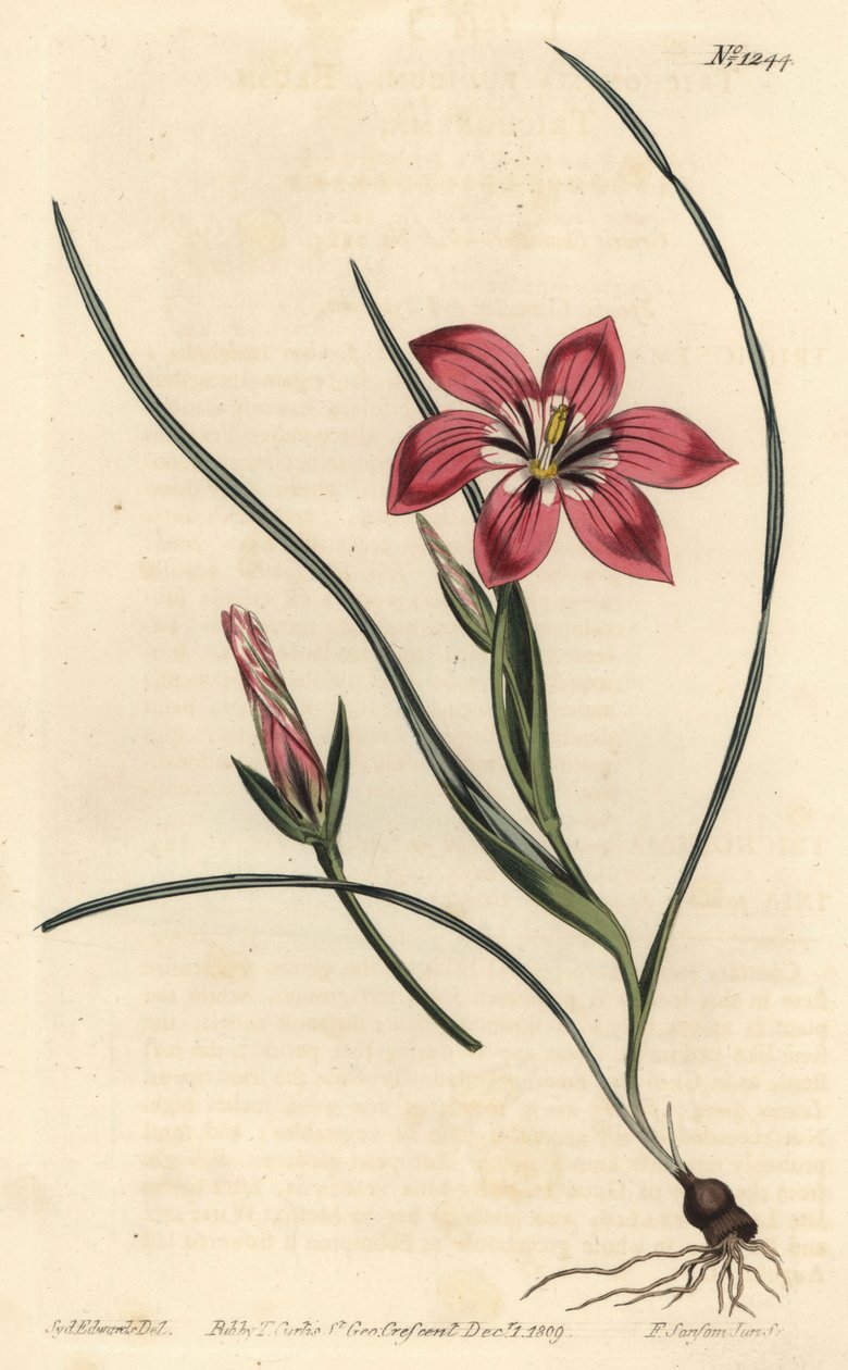 Pembe froetang, Romulea flava (Blush trichonema, Trichonema pudicum). William Curtis