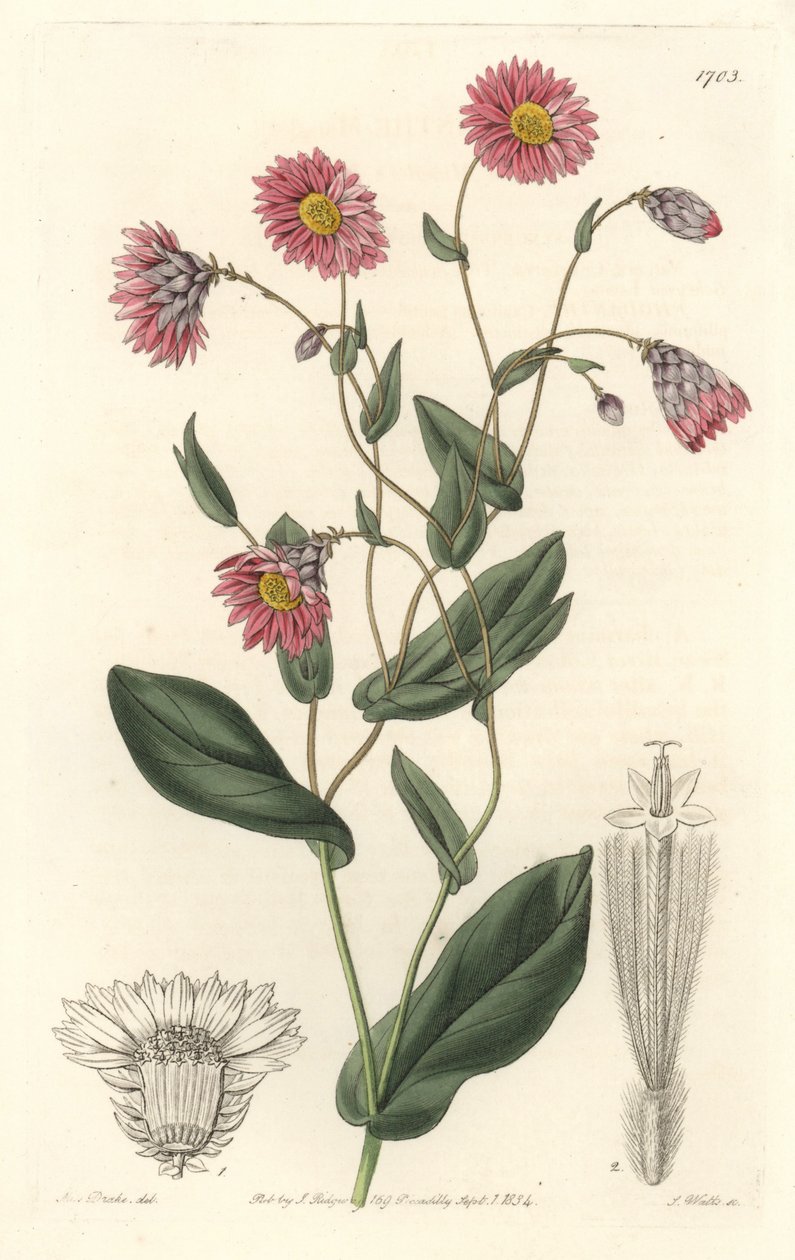 Avustralya