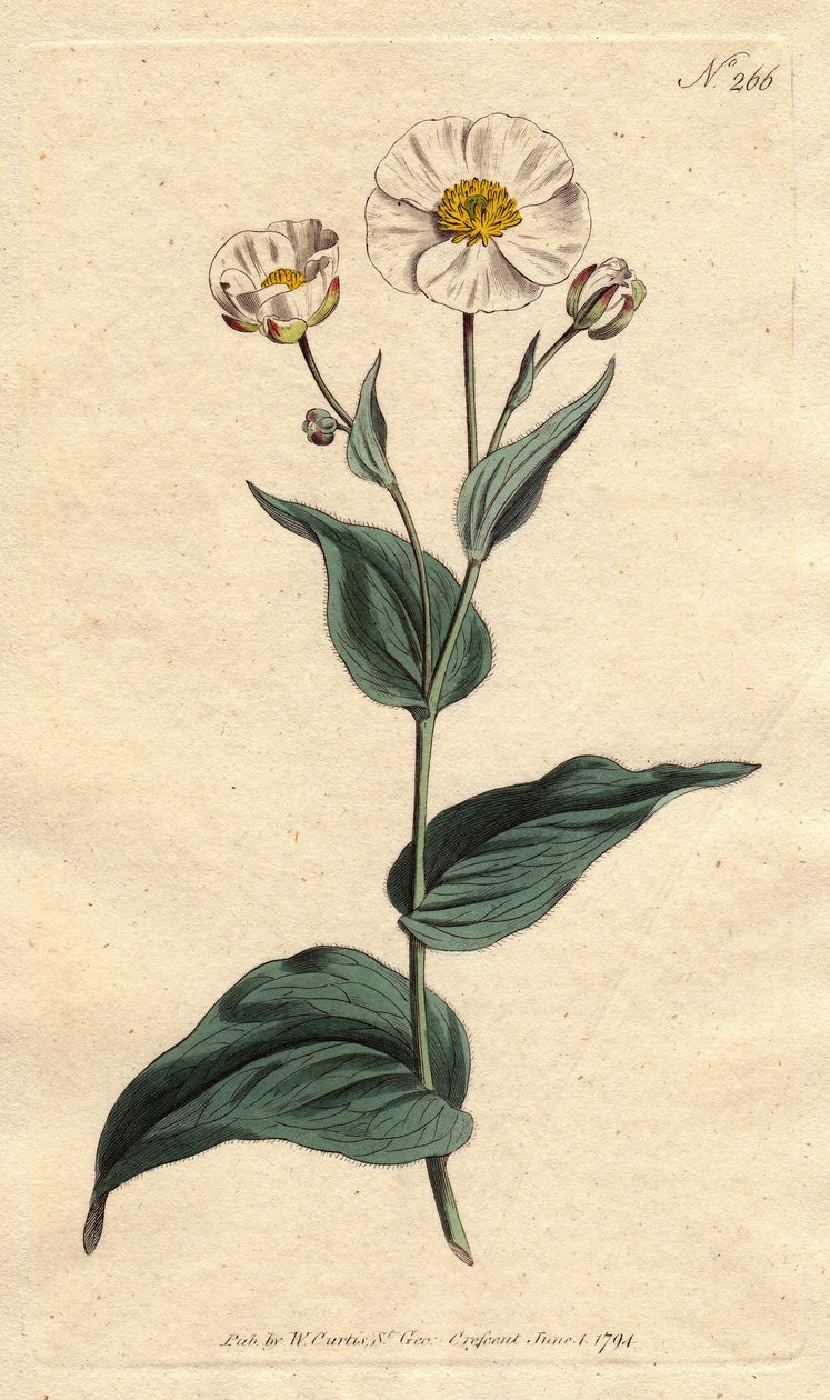 Beyaz çiçekler ve sarı kalp ile muz yaprağı düğün çiçeği. Muz yaprağı, beyaz çiçekler ve sarı gözlü kaz ayağı. Ranunculus amplexicaulis. Sydenham Edwards