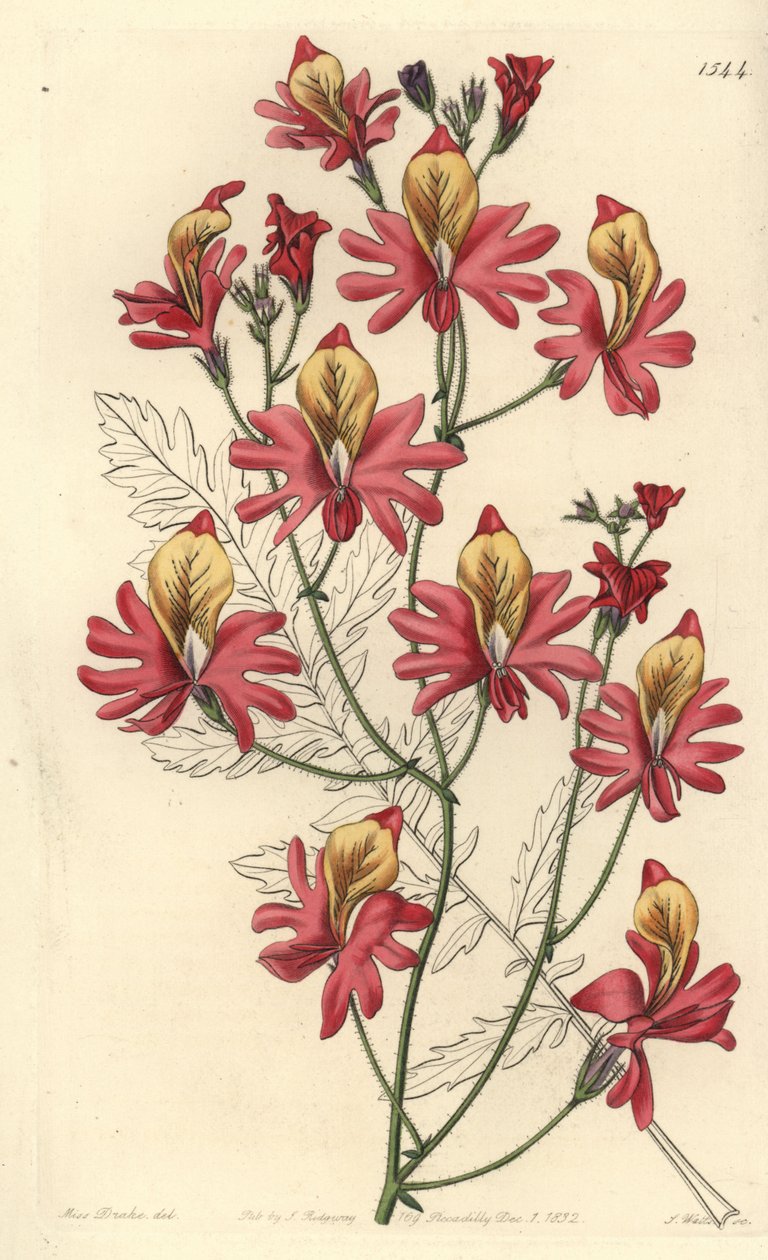 Fakir adamın orkidesi, Schizanthus grahamii (Kör yapraklı schizanthus, Schizanthus retusus). Sydenham Edwards