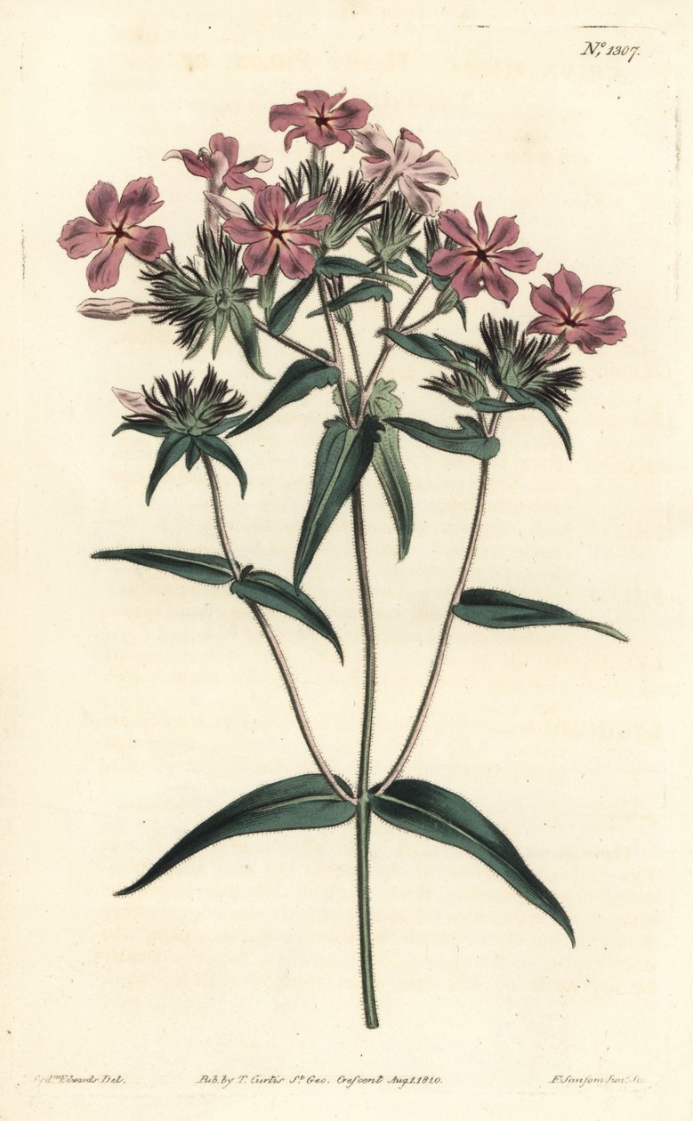 Prairie Phlox - Tüylü phlox veya lychnidea, Phlox pilosa. William Curtis