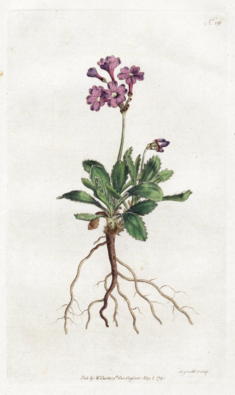 Primevere marginee - Sydenham Edwards (1768-1819) tarafından litografi, William Curtis