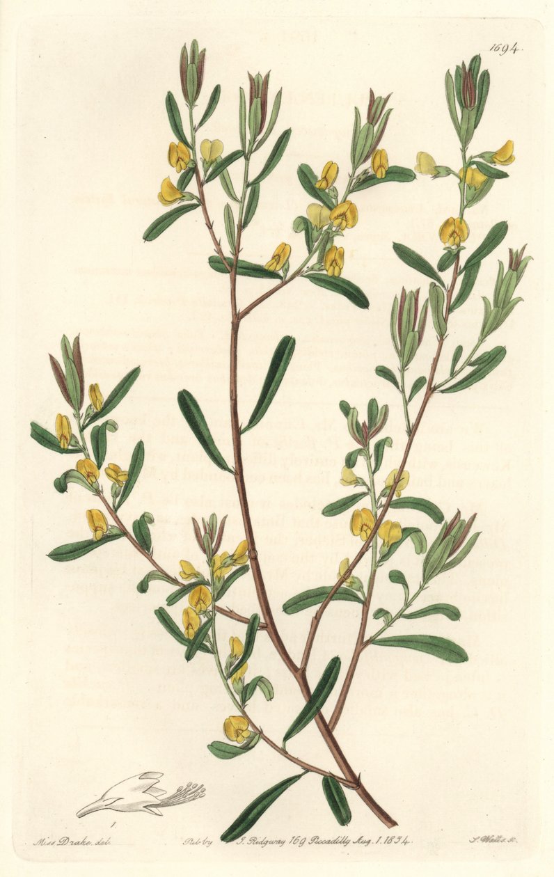 Pultanea flexilis, Avustralya